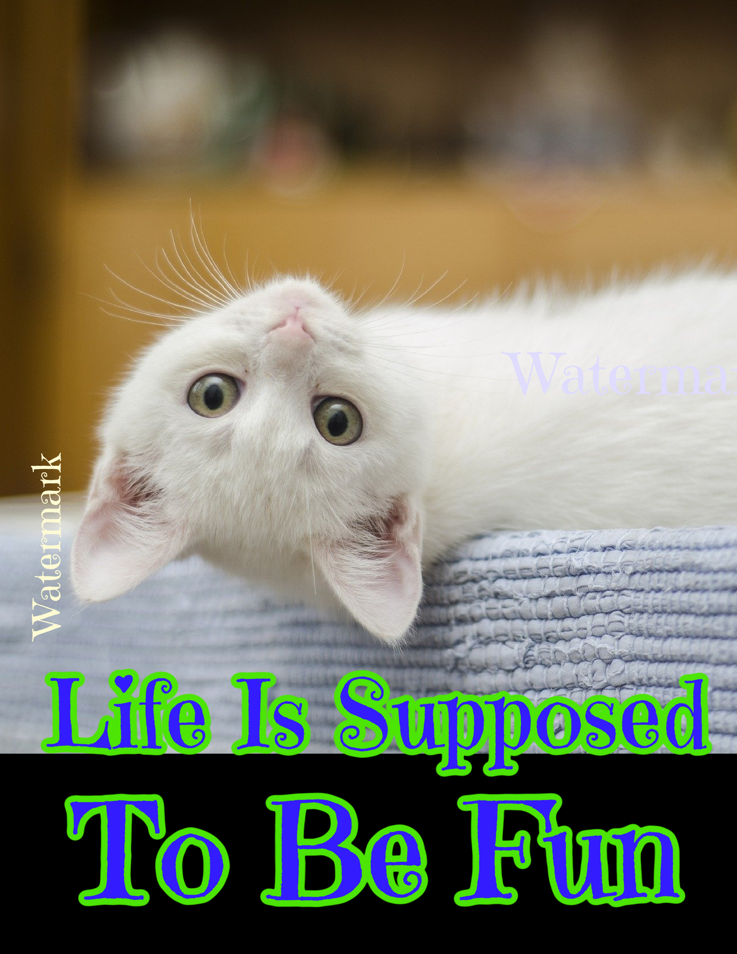 Life Is Supposed To Be Fun - Abraham Hicks - Wall Art White Kitten